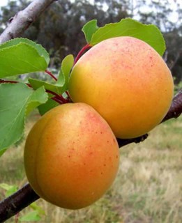 abrikos-persikovyj_02