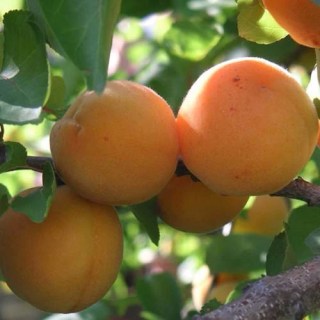 abrikos_persikovyy-04