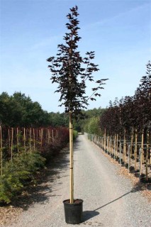 acer-crimson-sentry-02