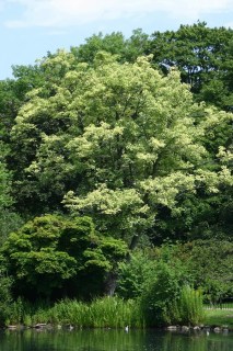 acero-monte-leopoldii-02