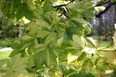 Клен ложноплатановый (Явор белый) Леопольди (Leopoldii) 