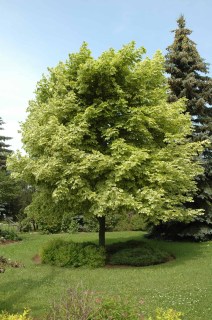 acero-monte-leopoldii-04