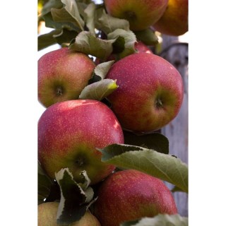 ae0b490a96a81d41858237692f67d652