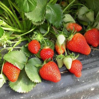 Полуниця Квікі