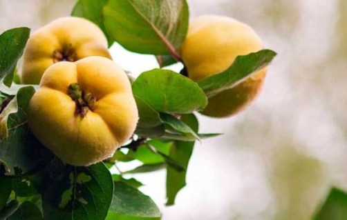 ajva-yablokovidnaya-opisanie-sorta_27