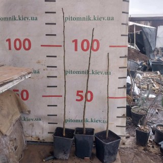 Реальне фото саджанця 2-х річний, посаджений в контейнер восени 2024р, висота 80-100см