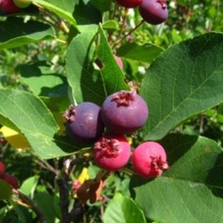 amelanchier-lamarckii