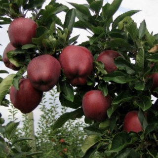 apple-Red-CHif-01