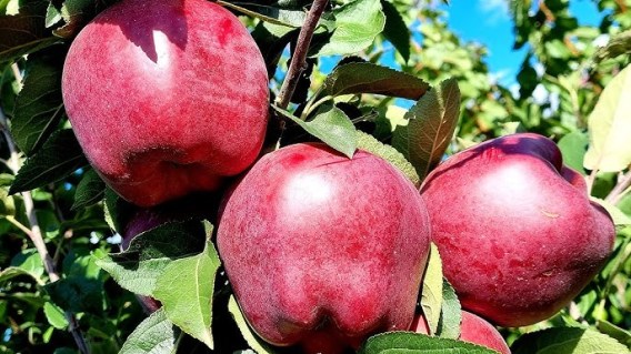 apple-Red-CHif-03