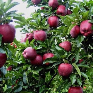 apple-Red-CHif-04