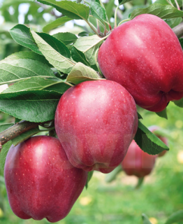 apple-Red-Chief