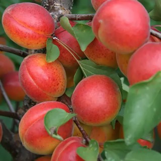 Абрикос Харогем (Harogem) [1-летний с открытой корневой системой]