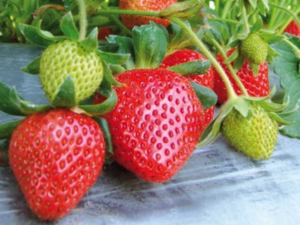 argentera-sunicia-sadova-polunicia-klubnika-zemlianika-frigo-sadzhanci-rozsada-kupiti-sort-arhentera-1-1