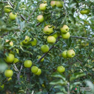 assortiment-yablonya-4-600x600-product_popup