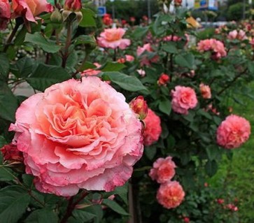 augusta_luise_3