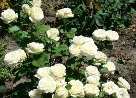 avalansh-e1564311353139