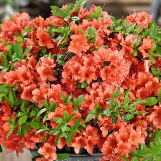 Азалія Гейша Оранж (Geisha Orange) [контейнер 1л.]