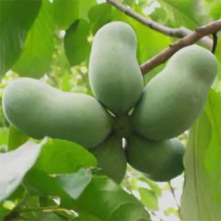 azimina-triloba-prima-1216-01