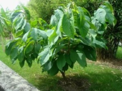 azimina-triloba-prima-1216-opisanie-sorta-2-300x224