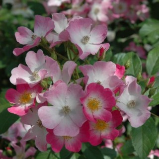 Троянда мускусна Балерина (Ballerina) [контейнер 2л.]