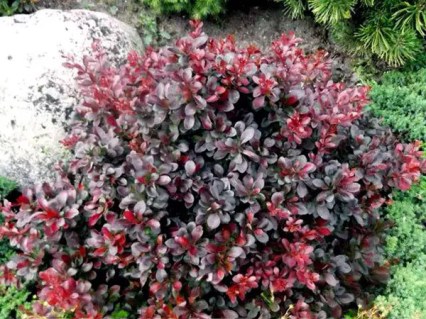 barbaris-Darts-Red-Ledi-02