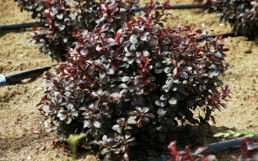 barbaris-Darts-Red-Ledi