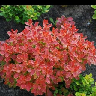 barbaris-orange-dream-02