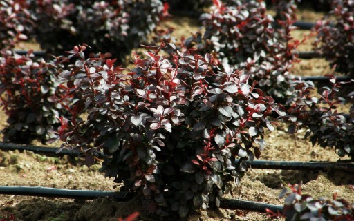 barbaris-tunberga-darts-red-ledi-04