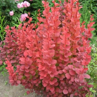 barbaris-tunberga-orange-rocket-3