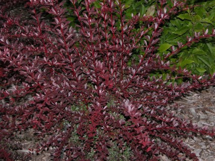 barbaris-tunberga-red-chif-red-chief