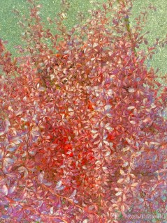 barbaris_tunberga_orange_dream_3