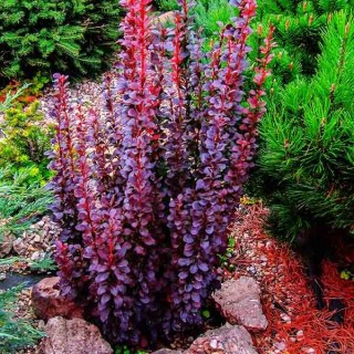 barberry_helmond_pillar_2