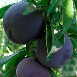 bd7c0ba78827cf1885a94f8bf417a103