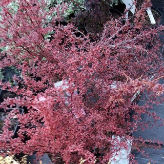 Барбарис Тунберга Ред Дрим (Berberis Тhunbergii Red Dream)
