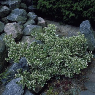 beresklet-forchuna-polzuchyj-pestrolystyj-emerald-gaiety