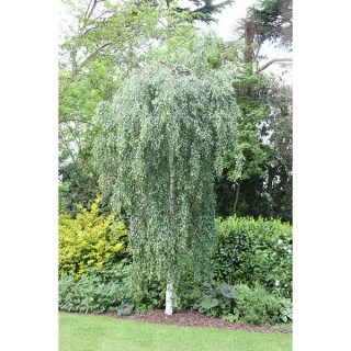 Береза Юнга, Юнги (Betula pendula Youngii) [220см., контейнер 20л.]