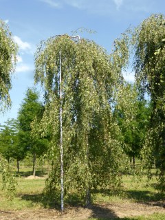 Береза Юнга, Юнги
