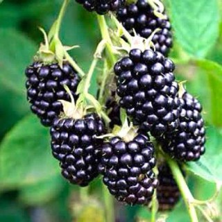black_diamond_3