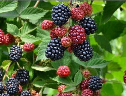 blackberry-plack-perl-01