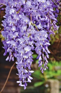 Глициния (Вистерия) Viola