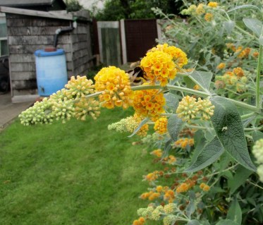 buddleia-wayeriana-sungold-5
