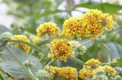 buddleia-wayeriana-sungold-6