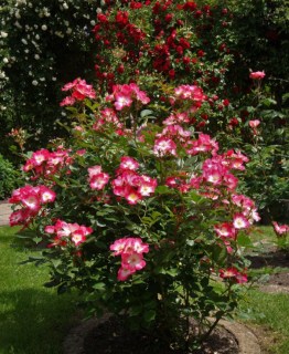 Троянда мускусна Букаву (Bukavu) [контейнер 2л.]