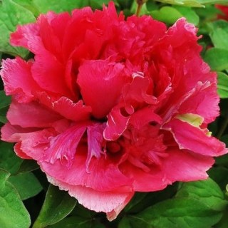 burning_colors_ni_hong_huan_cai