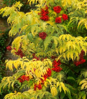 buzina-golden-tauer-02