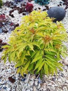 buzina-golden-tauer-03