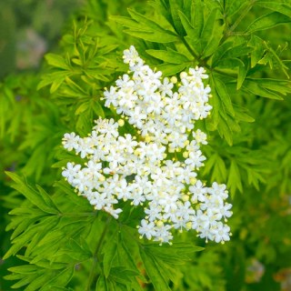 buzina-golden-tauer-04