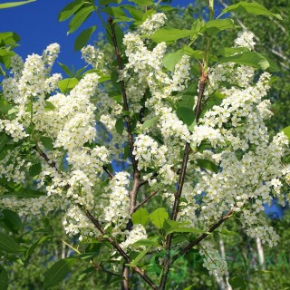 Черемуха съедобная