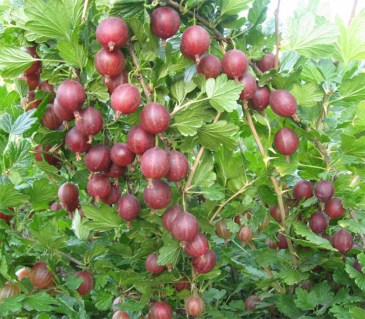 c49f61d8-fd41-11e8-9104-e0eb49fdb531