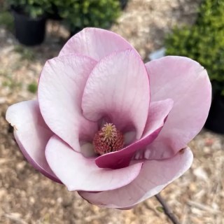cameo_magnolia_flower